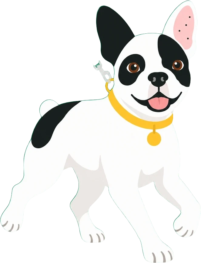 Bandit the French bulldog trotting along