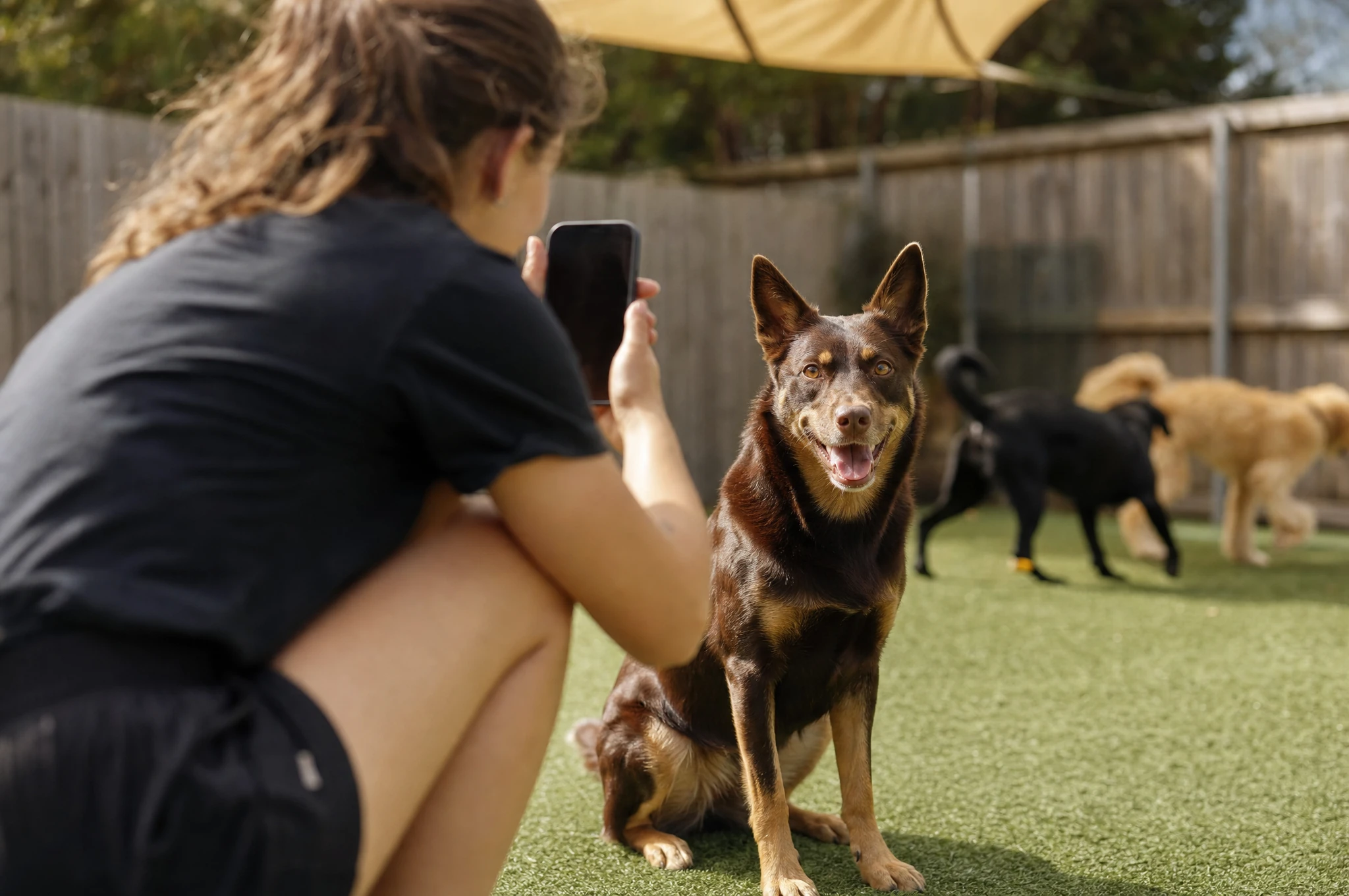 A daycare staff member taking a phone photo of a kelpie for its report card